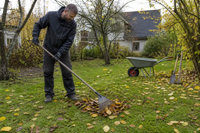 Homeowner raking autumn leaves from a damp residential lawn