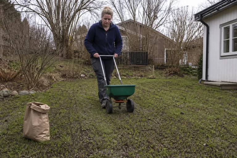 Homeowner overseeding a visibly thin and recently prepared lawn